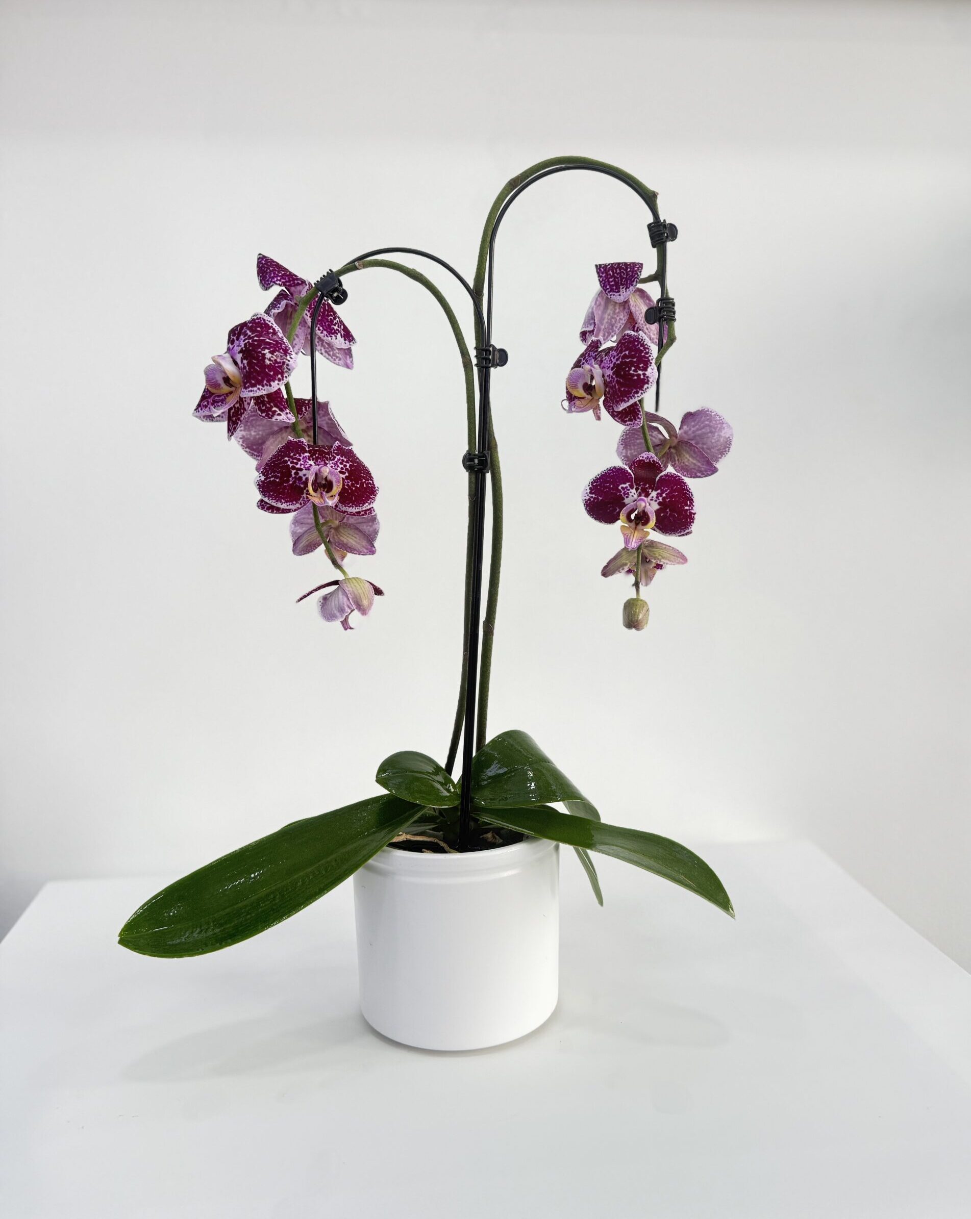 Phalaenopsis Orkide – 2 Dal Kavisli Kelebek Orkide