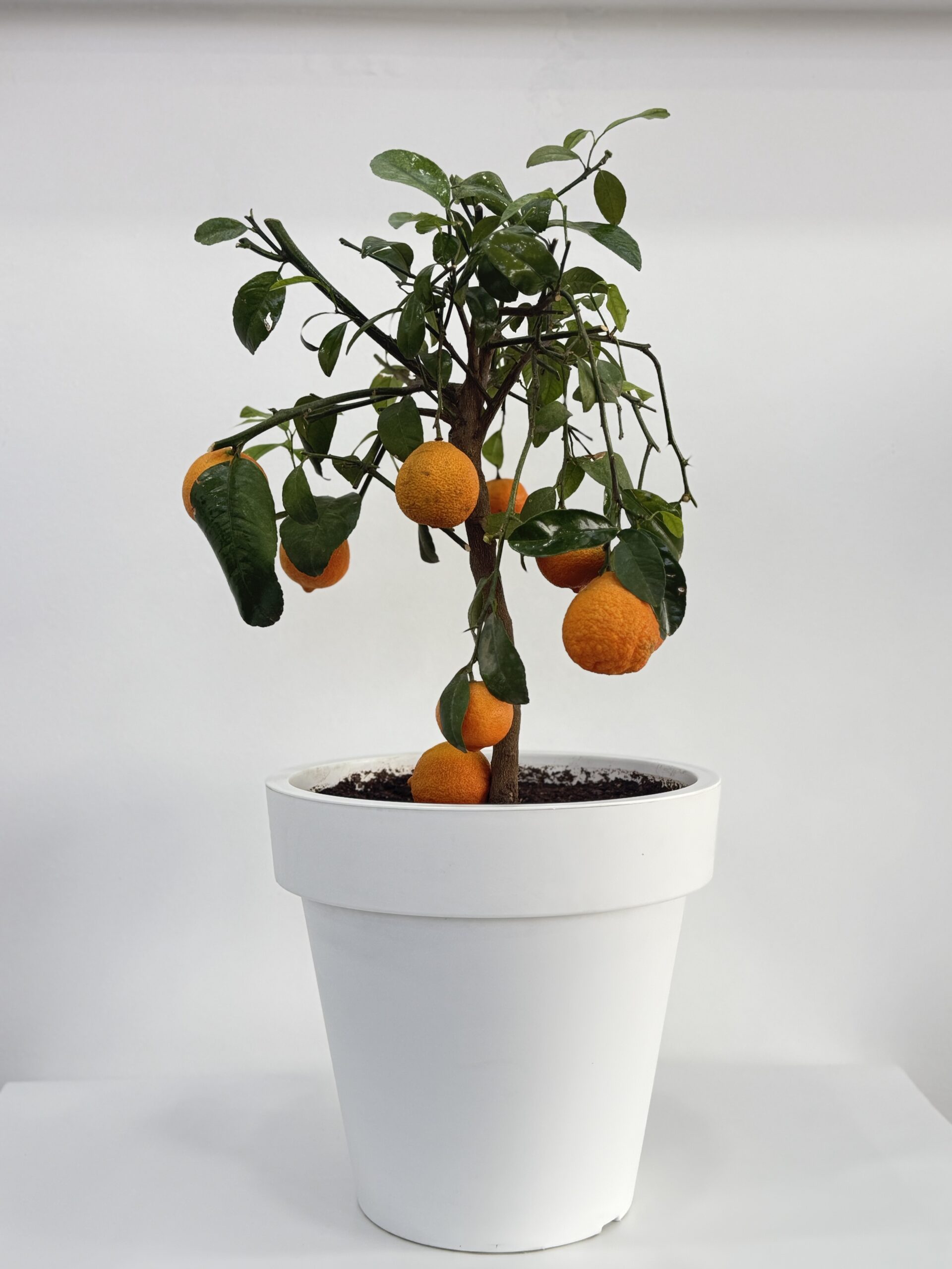 Mandalina Ağacı – Citrus Reticulata