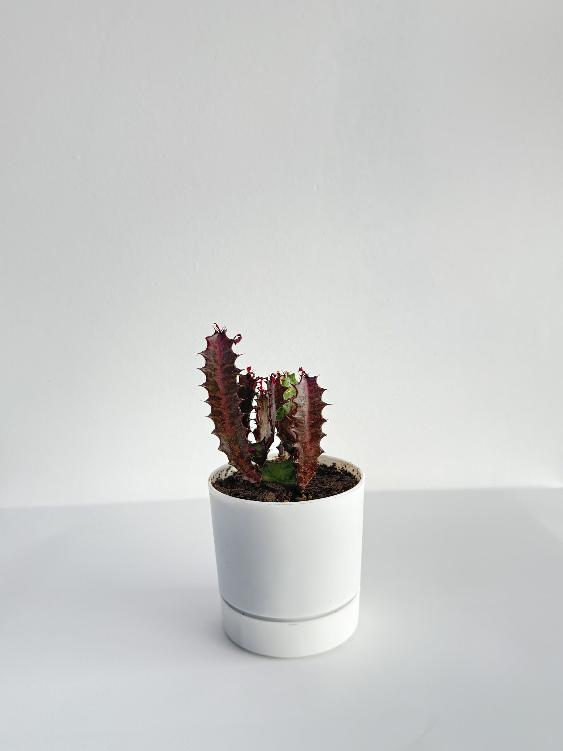 Kaktüs (Euphorbia Rubra) – Sıra Dışı ve Karizmatik Bir Dokunuş